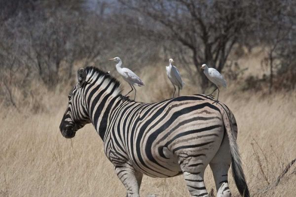 Namibia, Etosha NP Zebra with three egrets